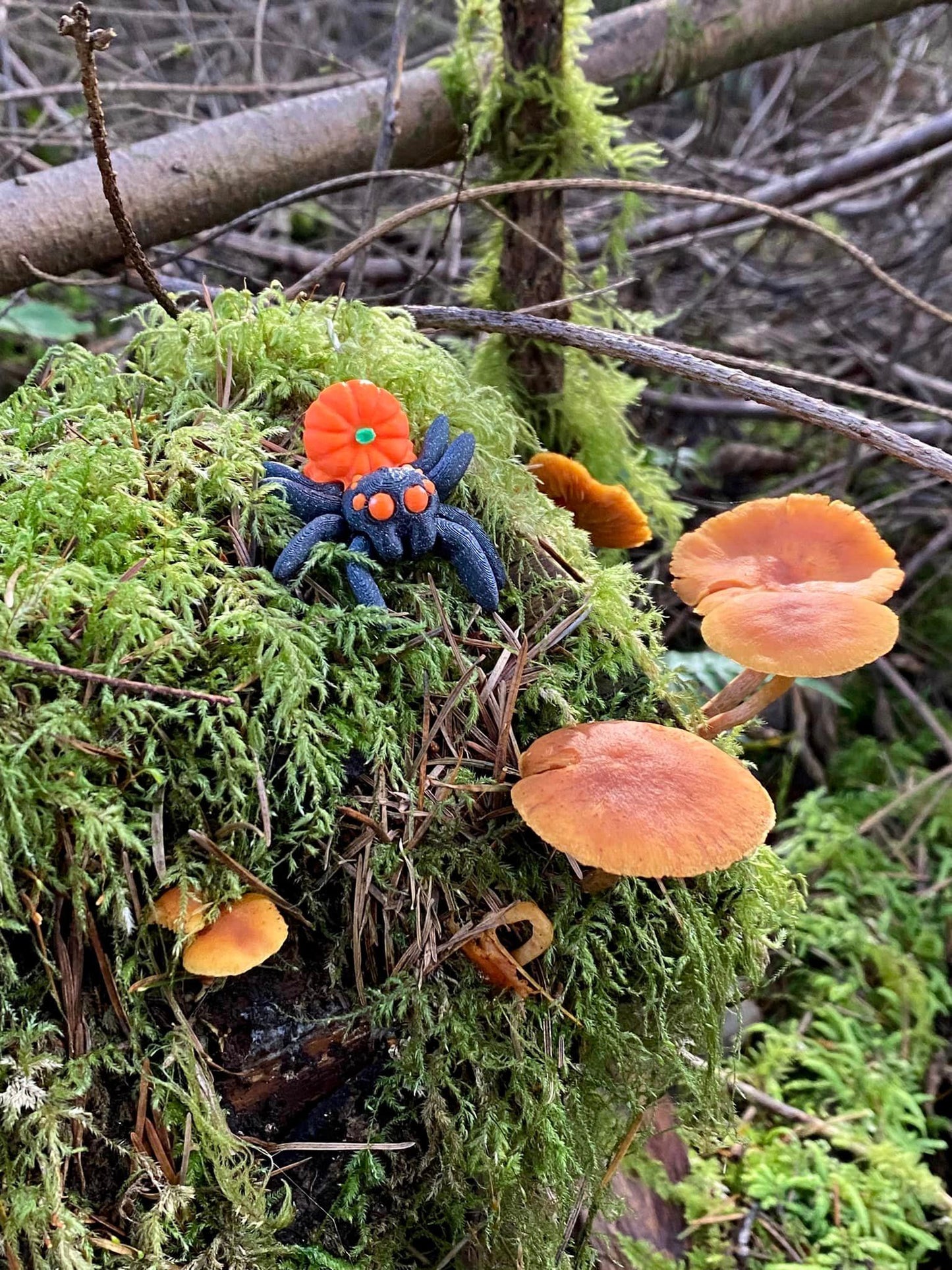 Articulated Pumpkin Jumping Spider